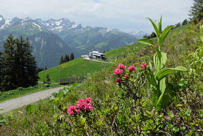 bergbahn-diedamskopf-au-schoppernau-bregenzerwald-mittelstation-alpenrosen