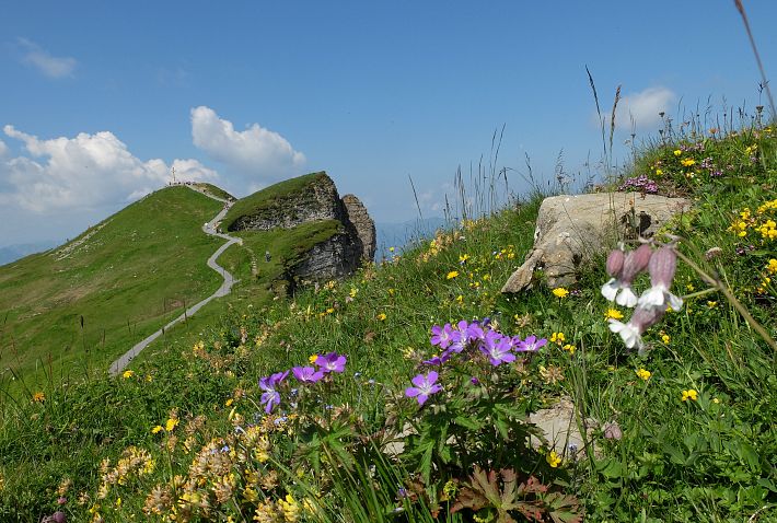 Bergbahnen-Diedamskopf-Alpenflora-Wander-Weg-Sommer-Bregenzerwald-Au-Schoppernau