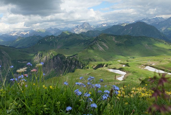 Bergbahnen-Diedamskopf-Frühling-Blumen-Alpenflora-Bregenzerwald-Wandern