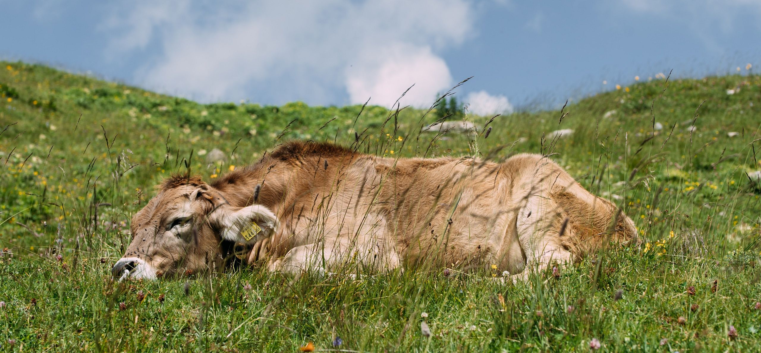 Pause auf den Alpen