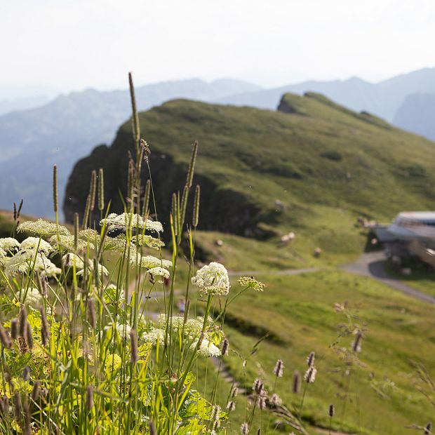 bergbahnen-diedamskopf-alpenflora-wildblumen-sommer-au-schoppernau-bregenzerwald-1